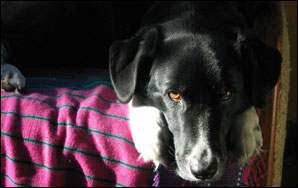 Betty Boots, black lab and border collie cross