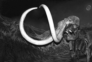 Mammoth tusks