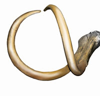 Colored mammoth tusks