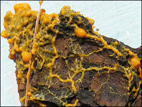 Slime-Leocarpus fragilis (plasmodium) 1 AM